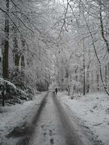 Fig 1 - through the Pinewoods on King George Avenue