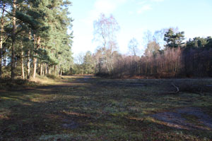 A moss covered dispersal in Ostler's plantation