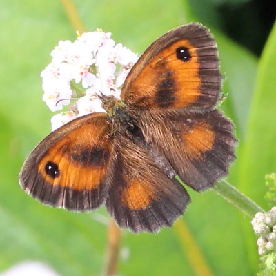 Gatekeeper Butterfly