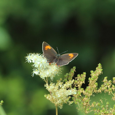 Brown Hairstreak Butterfly